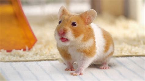 noodles magazine|hamster promo deutsch.